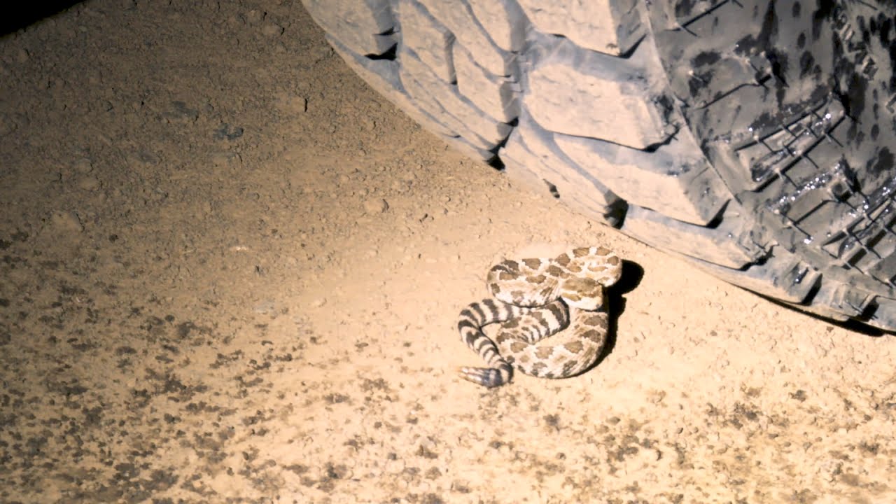 Young Rattlesnake Surprises Fish and Wildlife Officer
