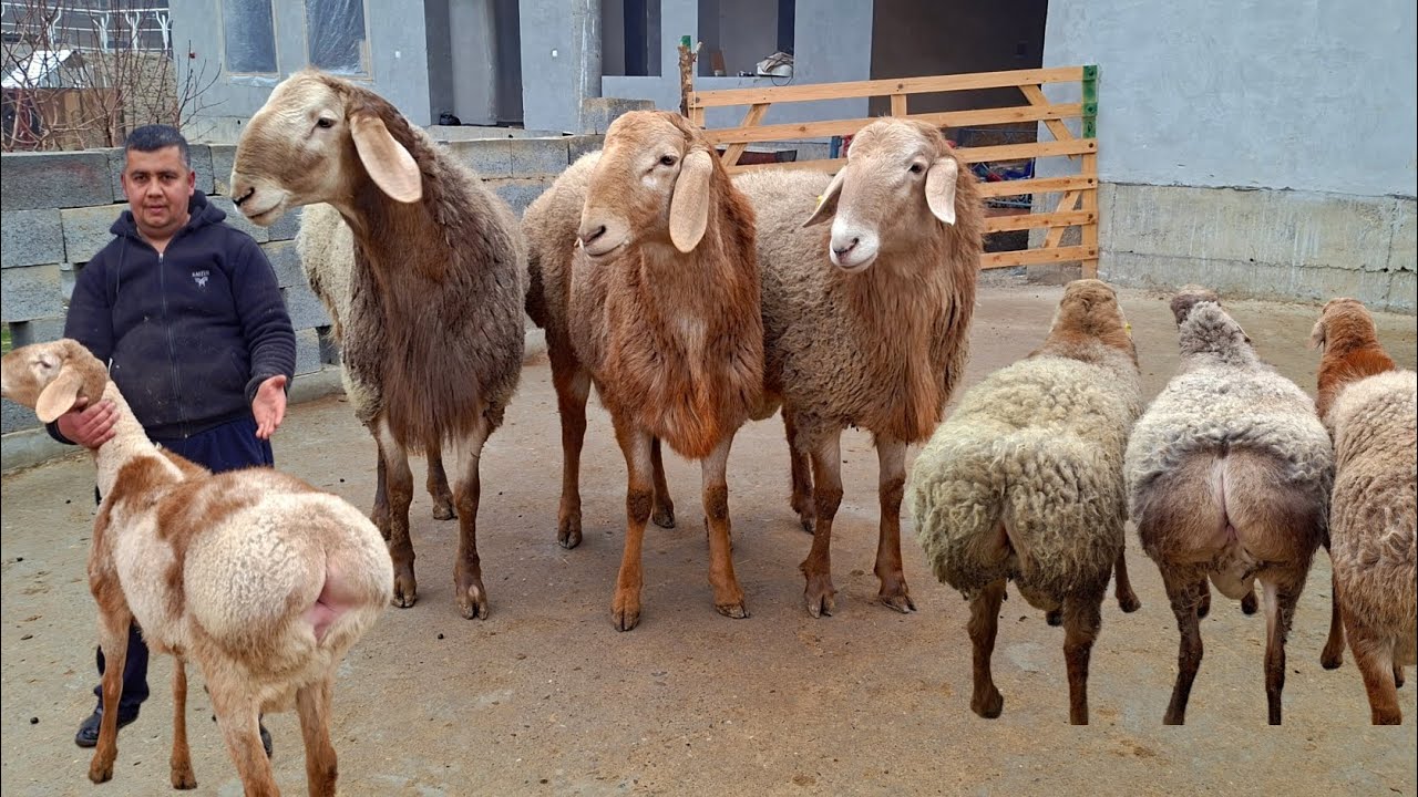 ELMUROD AKADAN ZOTGA QO'CHQORLAR YETIB KELDI SHOSHILING.