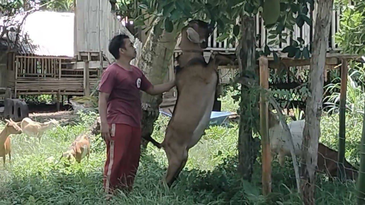 Goat Farming in the Philippines. 🐐 Bigboy Herd Sire. Purebred Anglo-Nubian Buck.