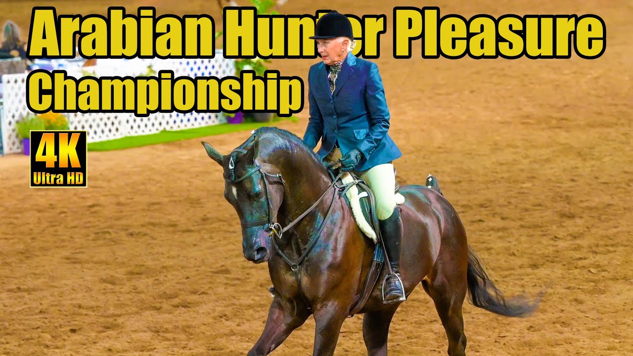 Arabian Horse Hunter Pleasure Championship