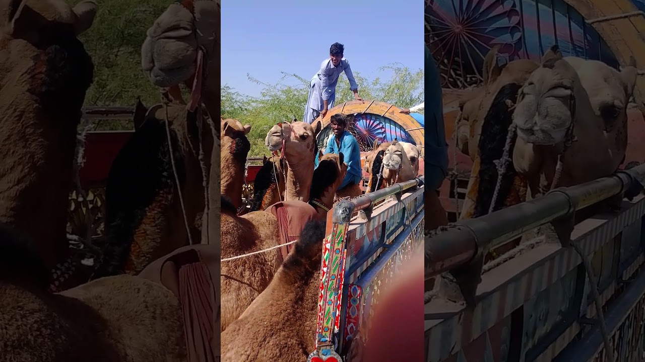 Camel loading 🥰😃