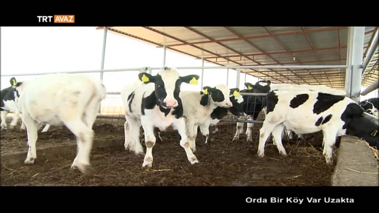 Kuzey Kıbrıs Türk Cumhuriyeti - Orda Bir Köy Var Uzakta - 13  Bölüm - TRT Avaz