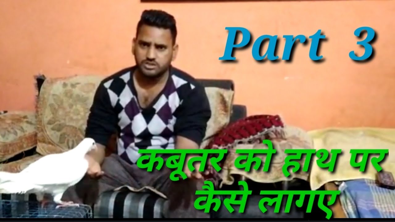 Kabutar Ko haath pr kese lagaye.Part .3