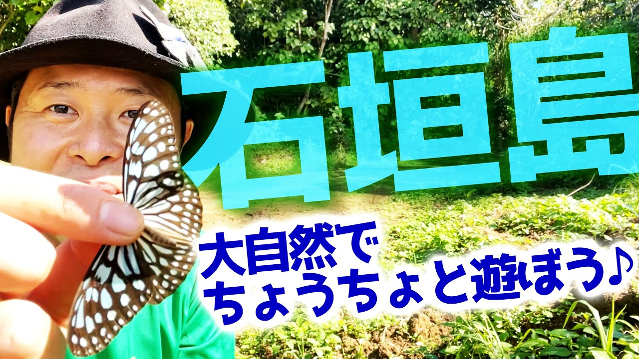 石垣島はちょうちょが元気！大自然と蝶が心を癒やしてくれる！