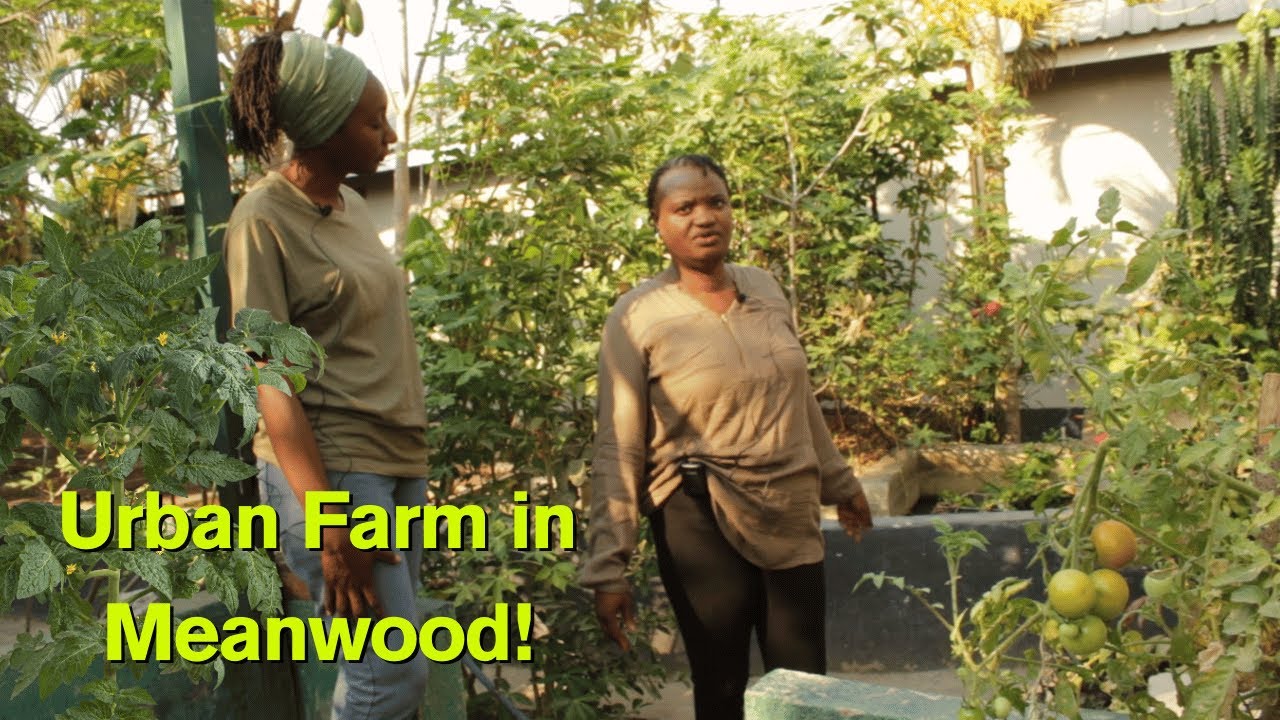 Productive Urban Garden in Lusaka (Part 2) | Chickens | Fruit Trees | Homesteading with Nsofwa