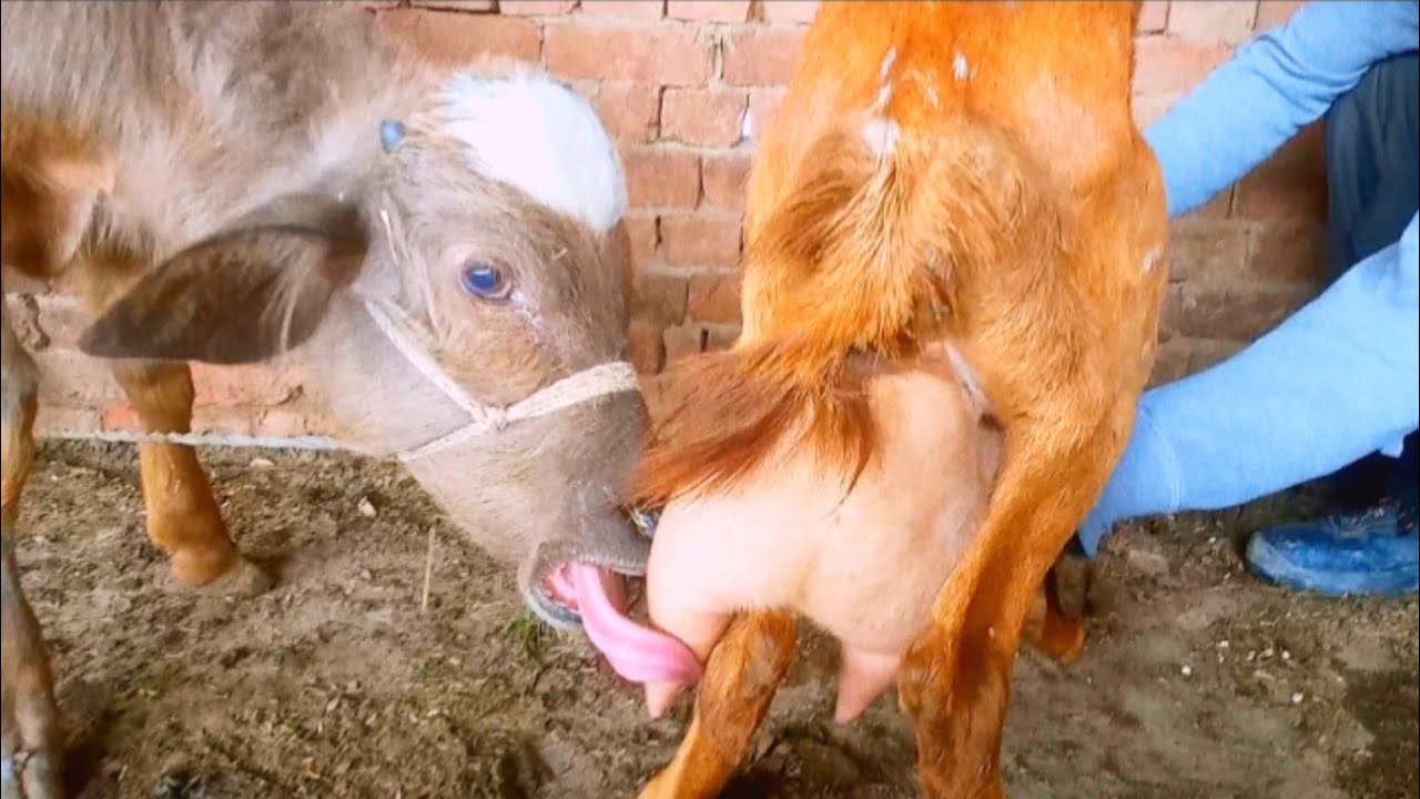 Cute buffalo Baby Feeding Goat Milk 😋