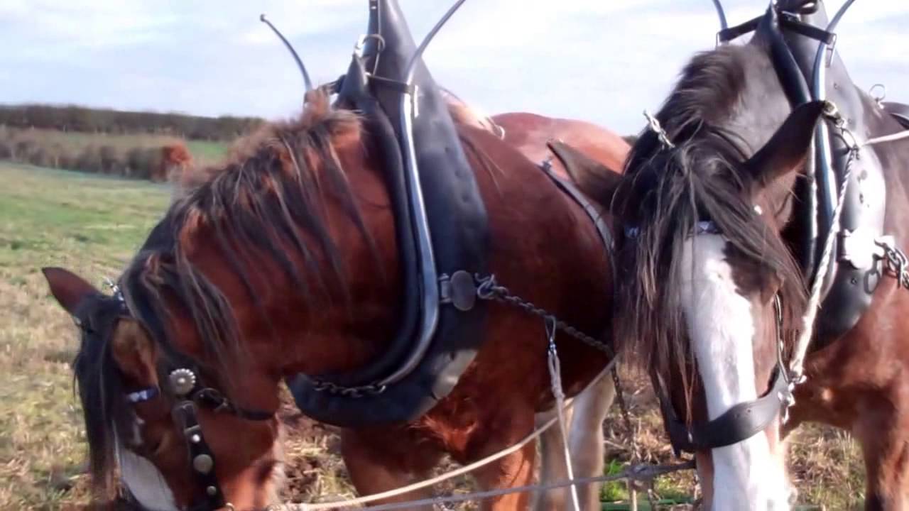 Clydesdale Horse Plowing Competitions Scotland