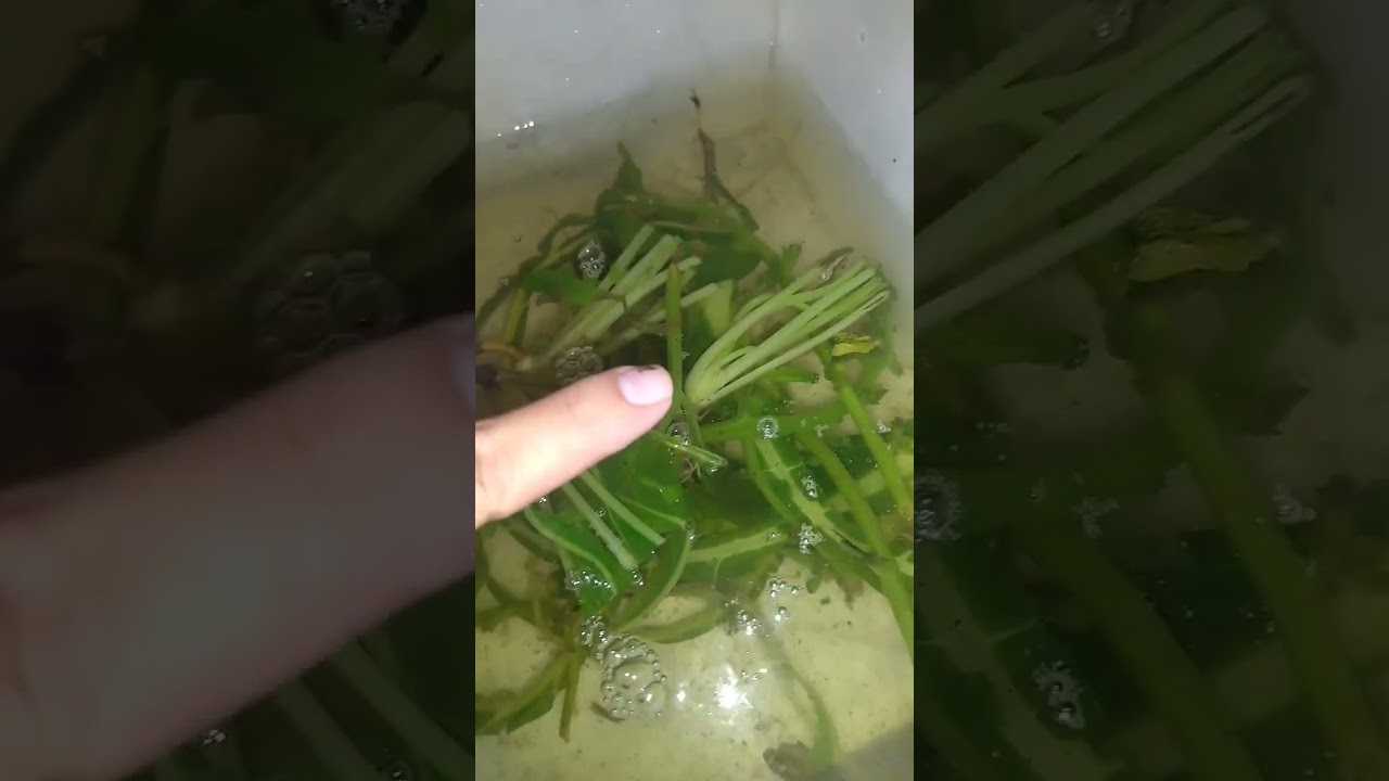 Como ter Paramecium para Alevinos #alevinos #reproduction #alimentovivo #aquarius