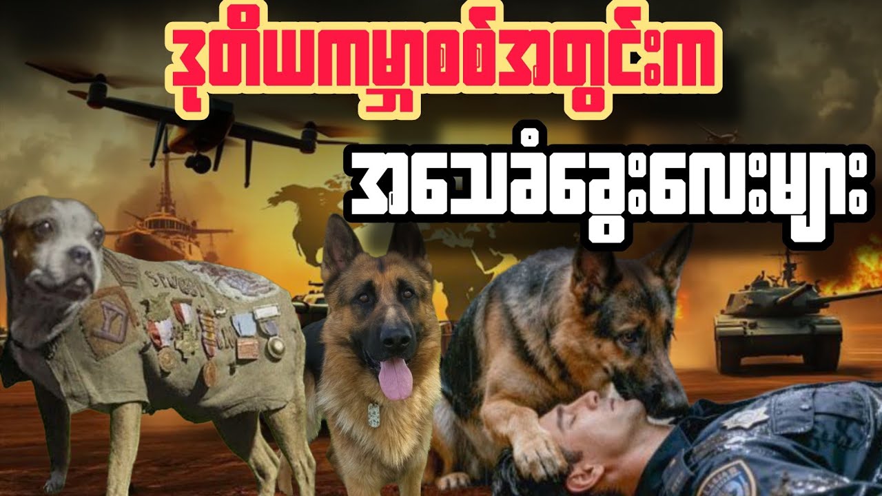 စစ်မြေပြင်က သူရဲကောင်းများ- ဒုတိယကမ္ဘာစစ်မှာ အသက်ပေးခဲ့ရတဲ့ German Shepherd ခွေးများ#video #facts 