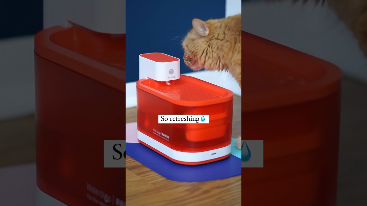 The Perfect Pet Fountain: Your fur friend&rsquo;s hydration station! 😻 #shorts