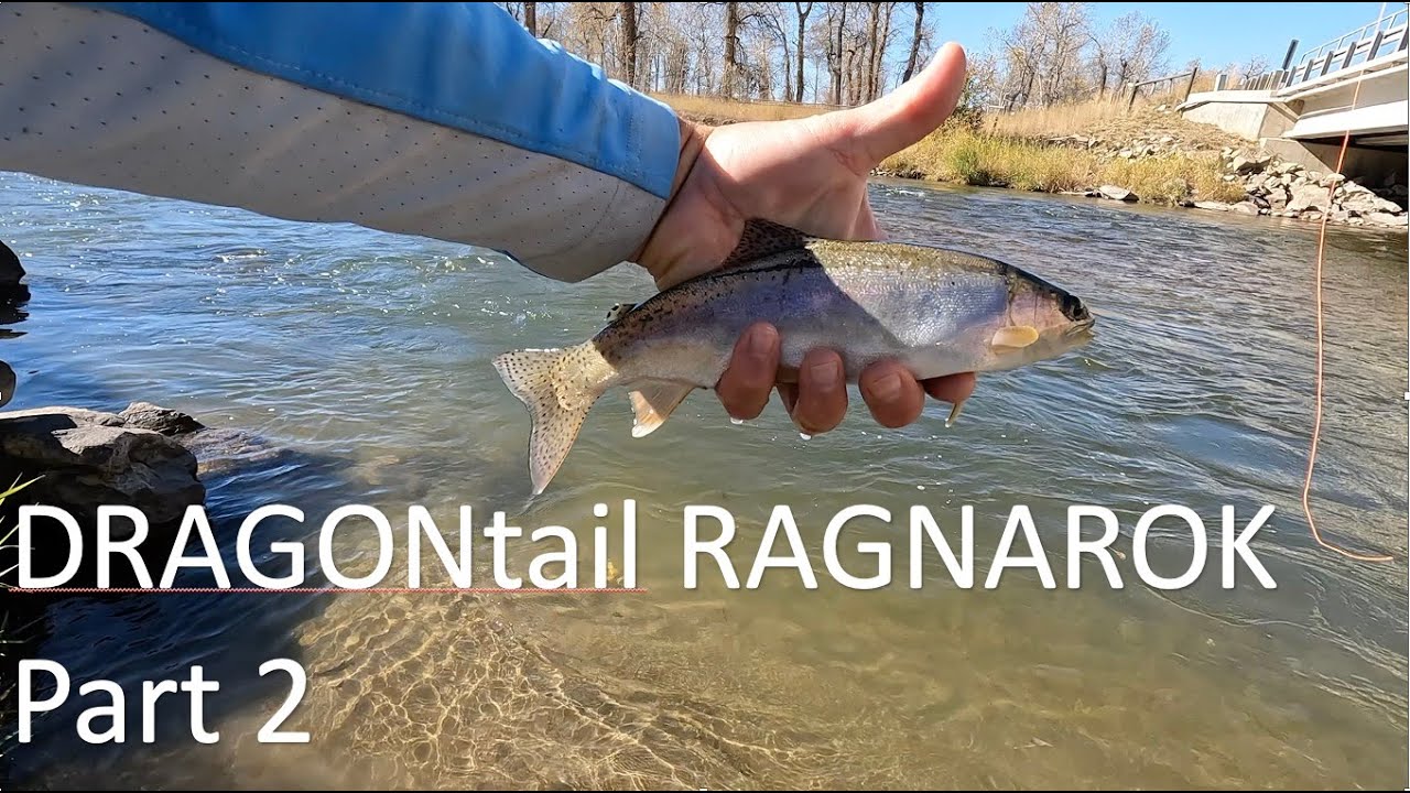 DRAGONtail RAGNAROK 400 pt 2 & final thoughts
