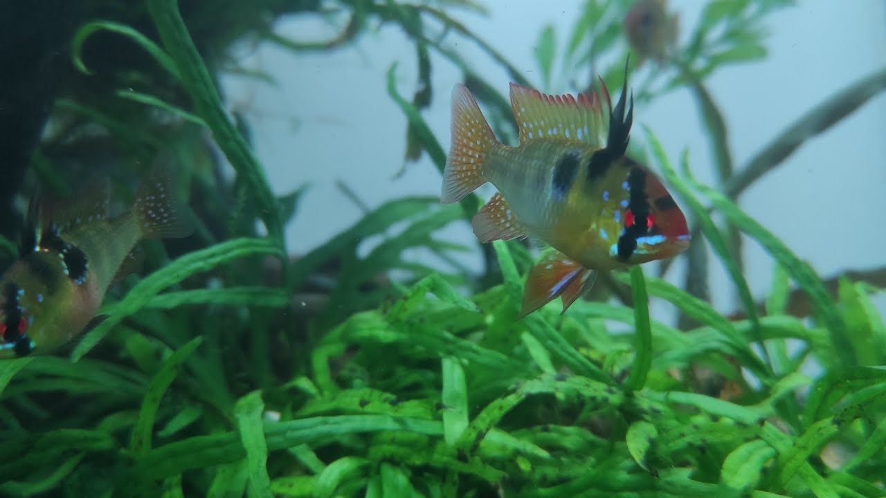 Evolutions Des Ramirezi Après 3 Semaines