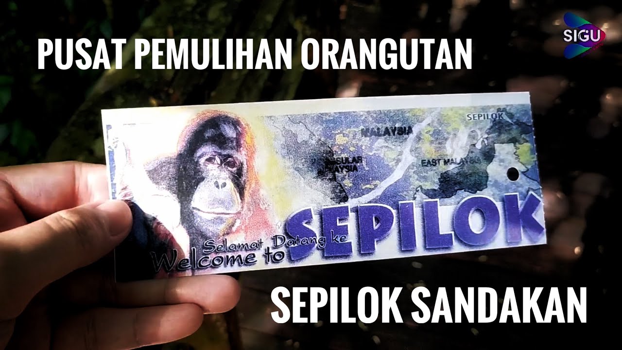 PUSAT PEMULIHAN ORANGUTAN SEPILOK, SANDAKAN SABAH #sepiloksandakan