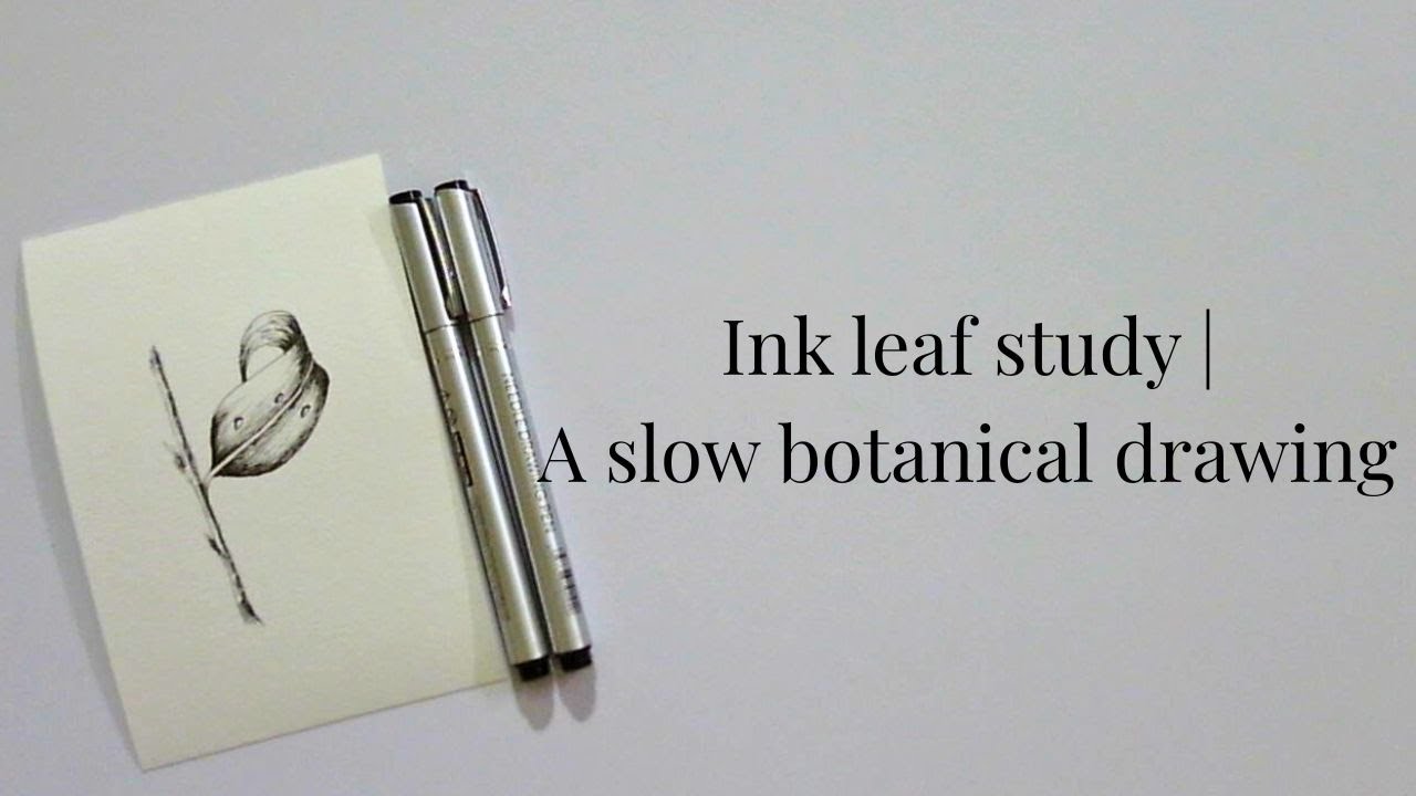 Ink leaf study | A slow botanical drawing