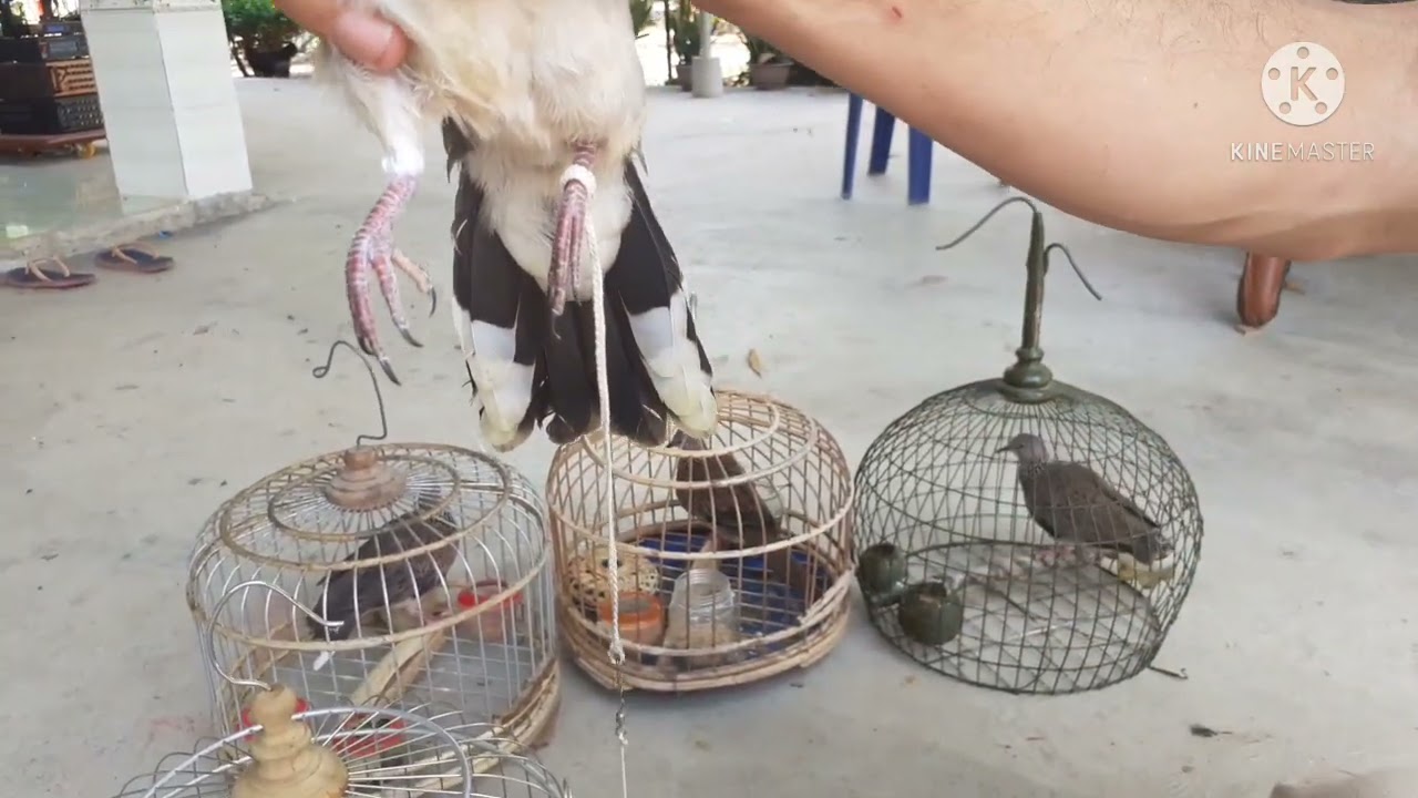 @kenhtonghop9222  cách chọn chân chim cu gáy