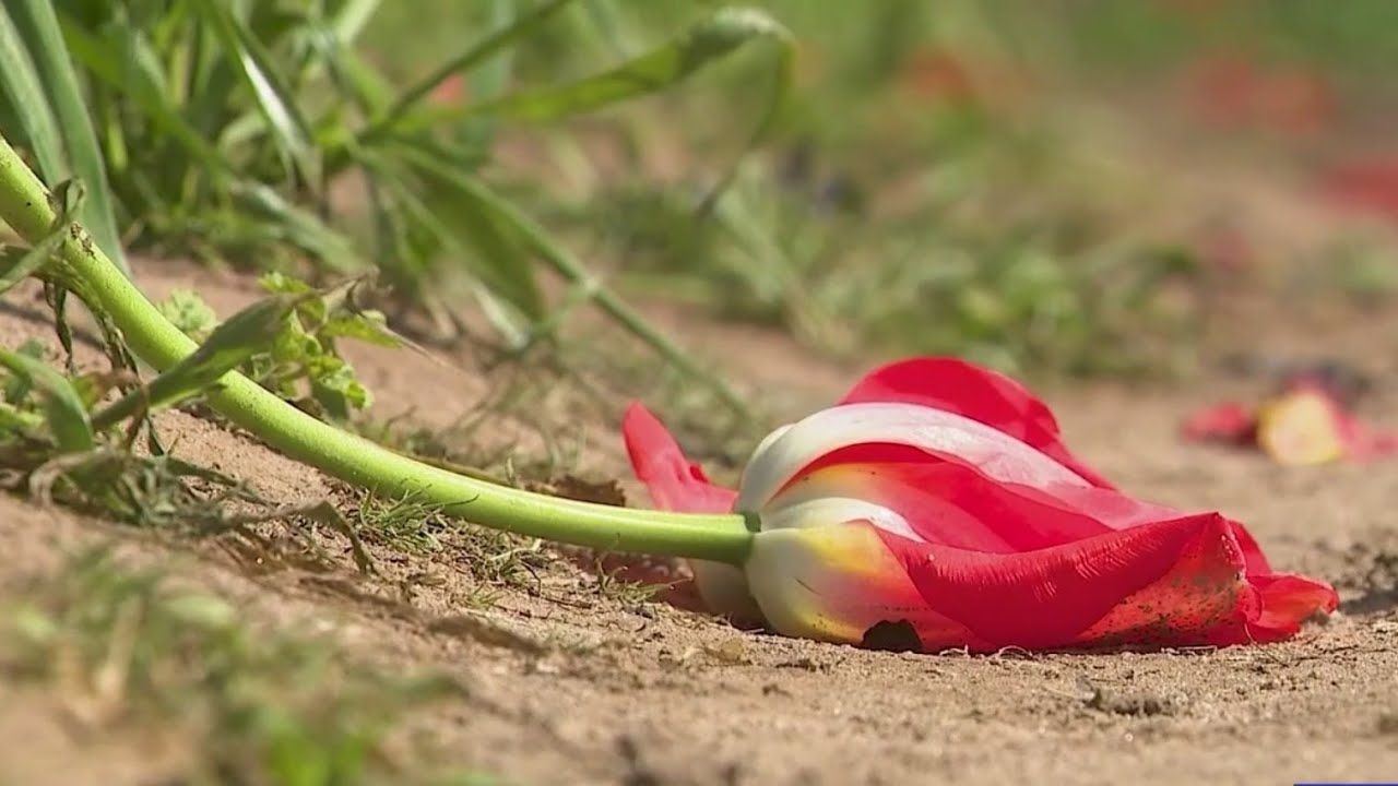 Heavy foot traffic damages tulip fields at Dutch Hollow Farms