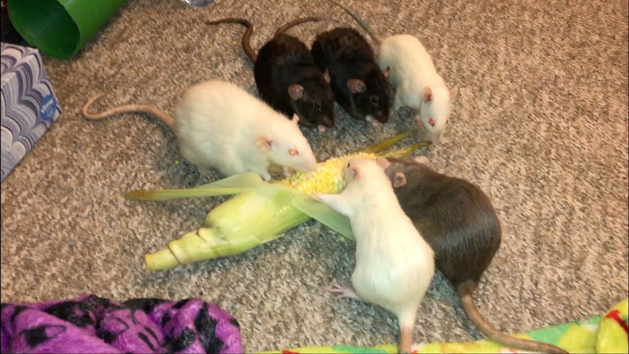 Rats vs Fresh Corn (Part 3)!