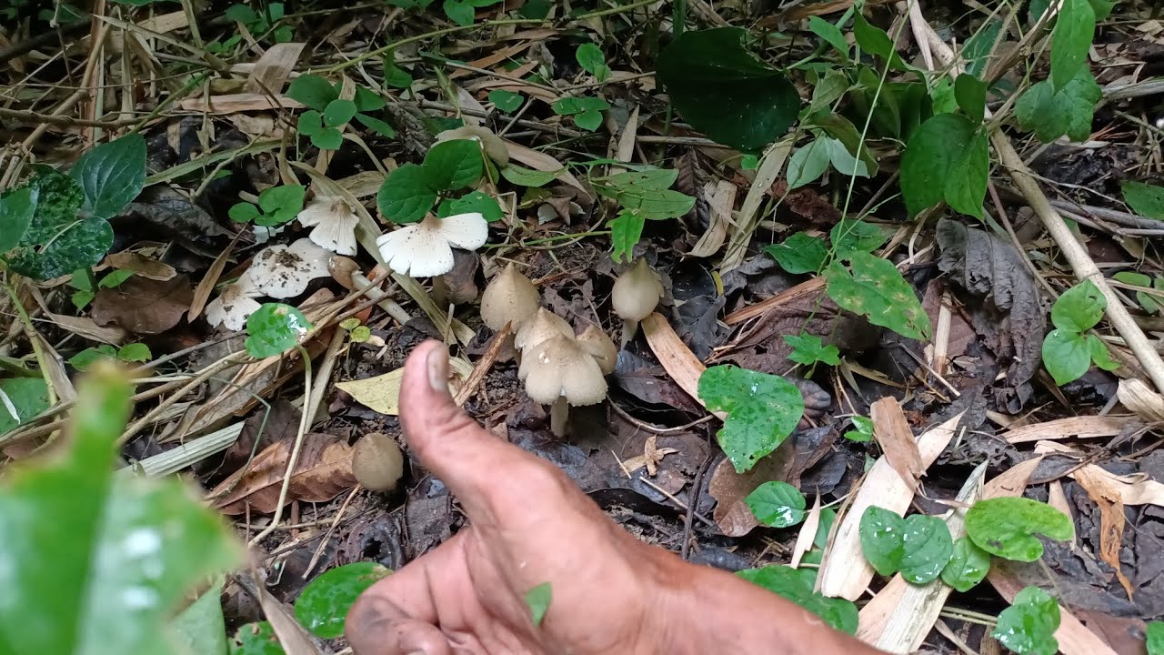 Jamur liar melimpah
