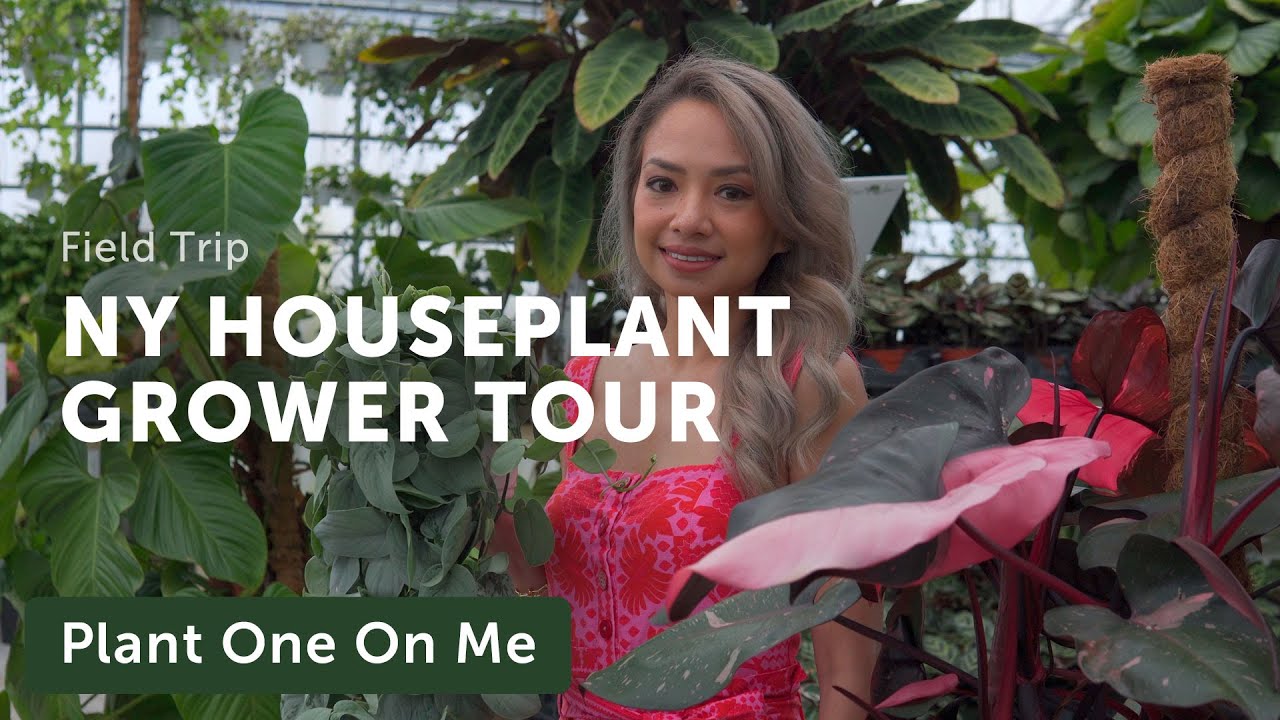 Tour a Popular New York HOUSEPLANT GROWER'S Greenhouses — Ep. 385