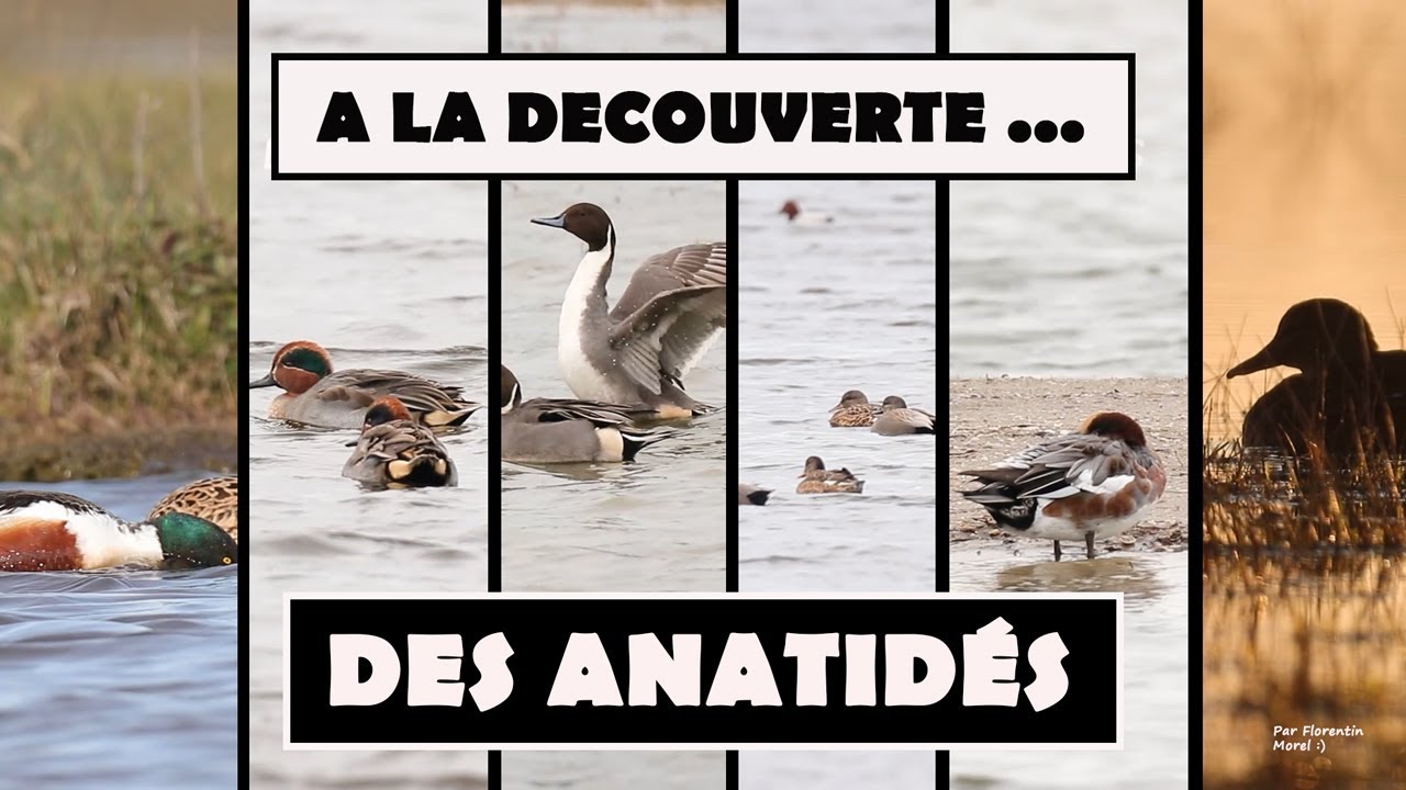 A LA DECOUVERTE DES ANATIDES (Canards, cygnes et oies)