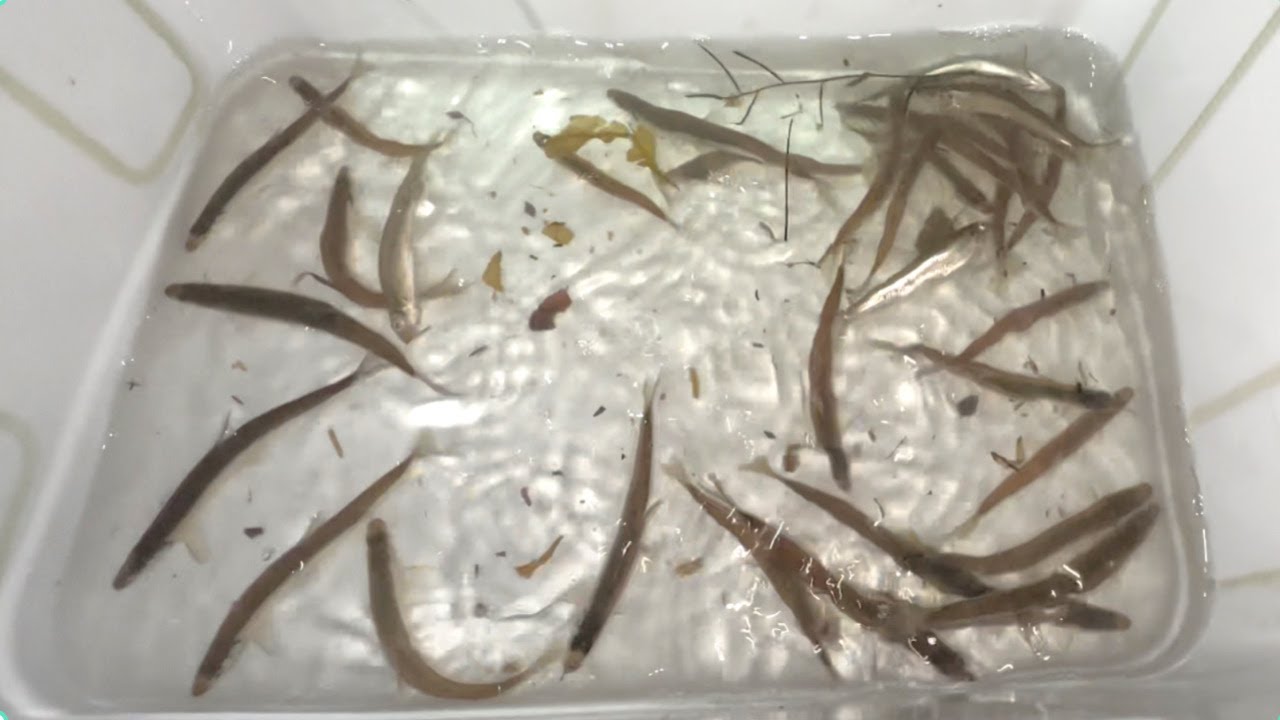 奥琵琶湖にてワカサギ狩り！