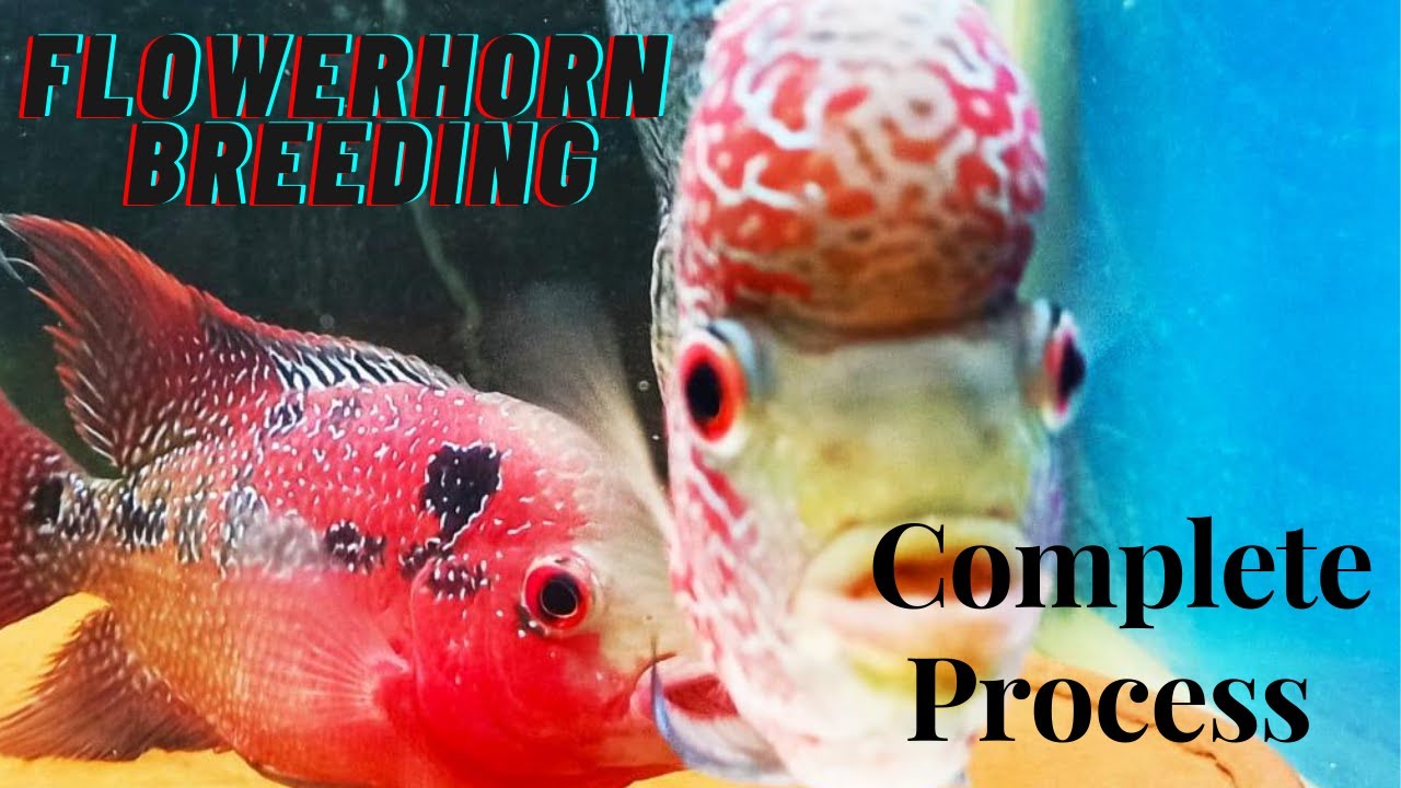 How to Breed Flowerhorn Fish || Step By Step || Complete Process ||