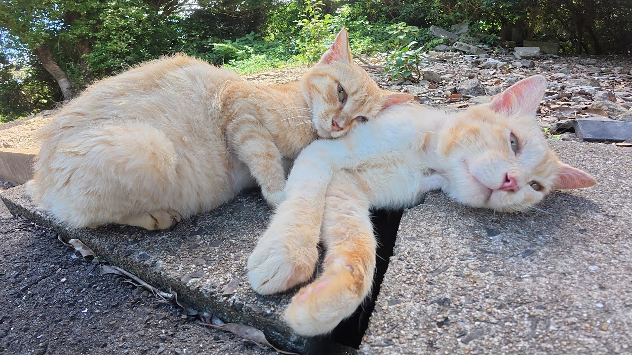Рыжий кот отдыхает, используя кремового кота в качестве подушки.