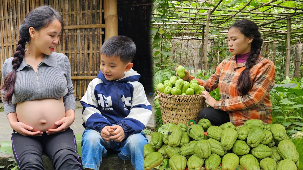 Harvesting chayote garden and  bring it to the market to sell.