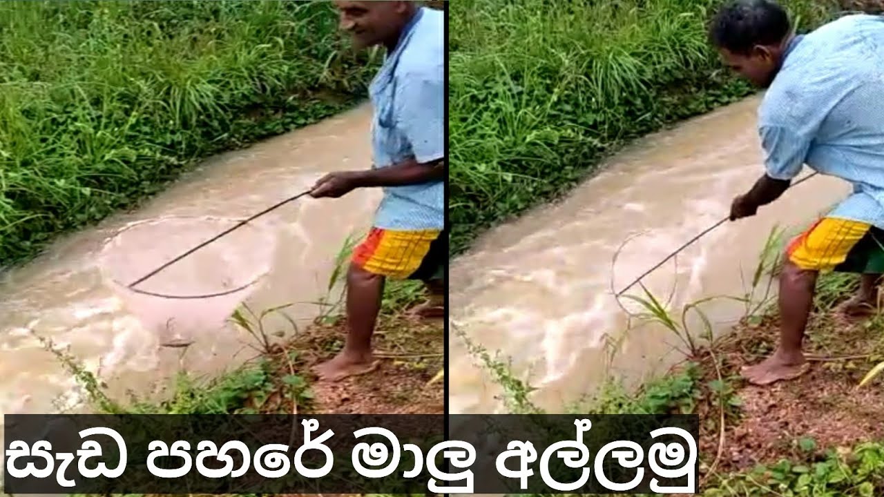 Amazing Village Fishing In Sri Lanka | Small Fish Catching | Smart Fishing Technique | Net Fishing