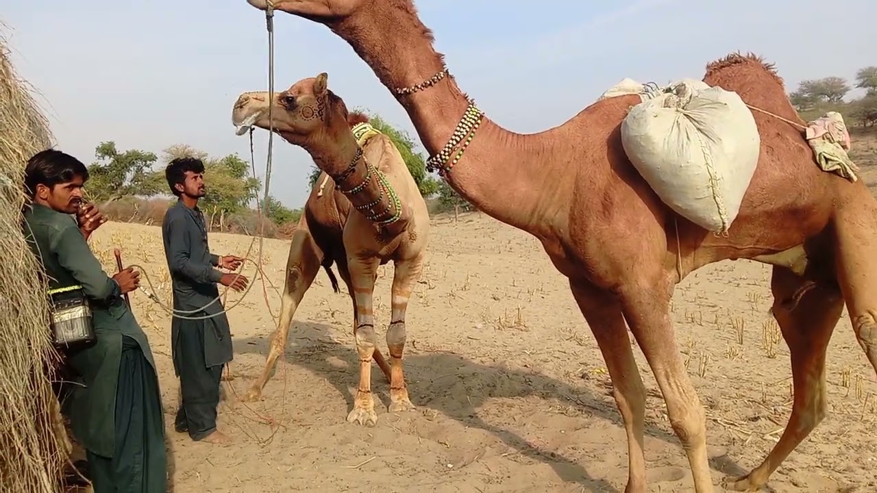 Beautifull camel thar desert#animals#funny#video#viral