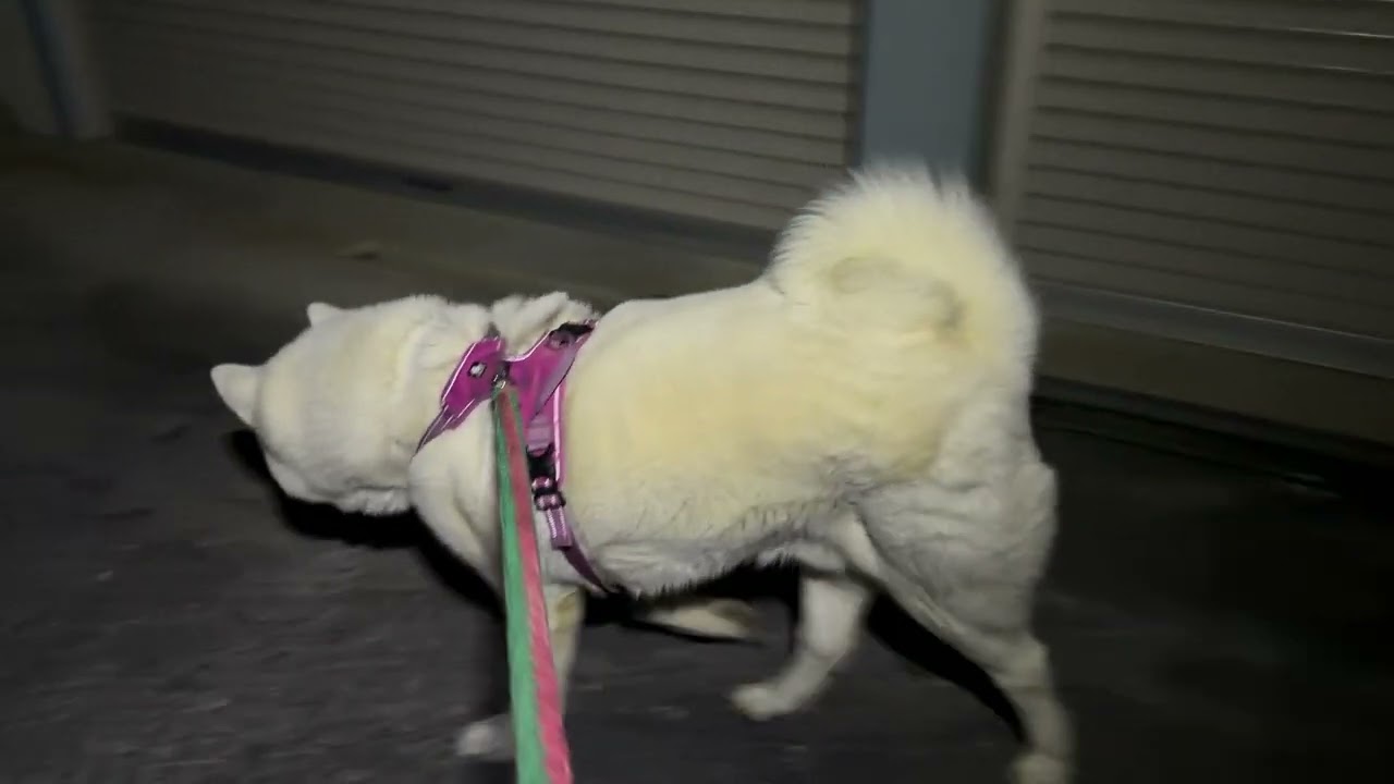 【今日のシロちゃん】我が家の秋田犬シロ(悠真)Akita 🐕２０２６年１月２６日夜散歩