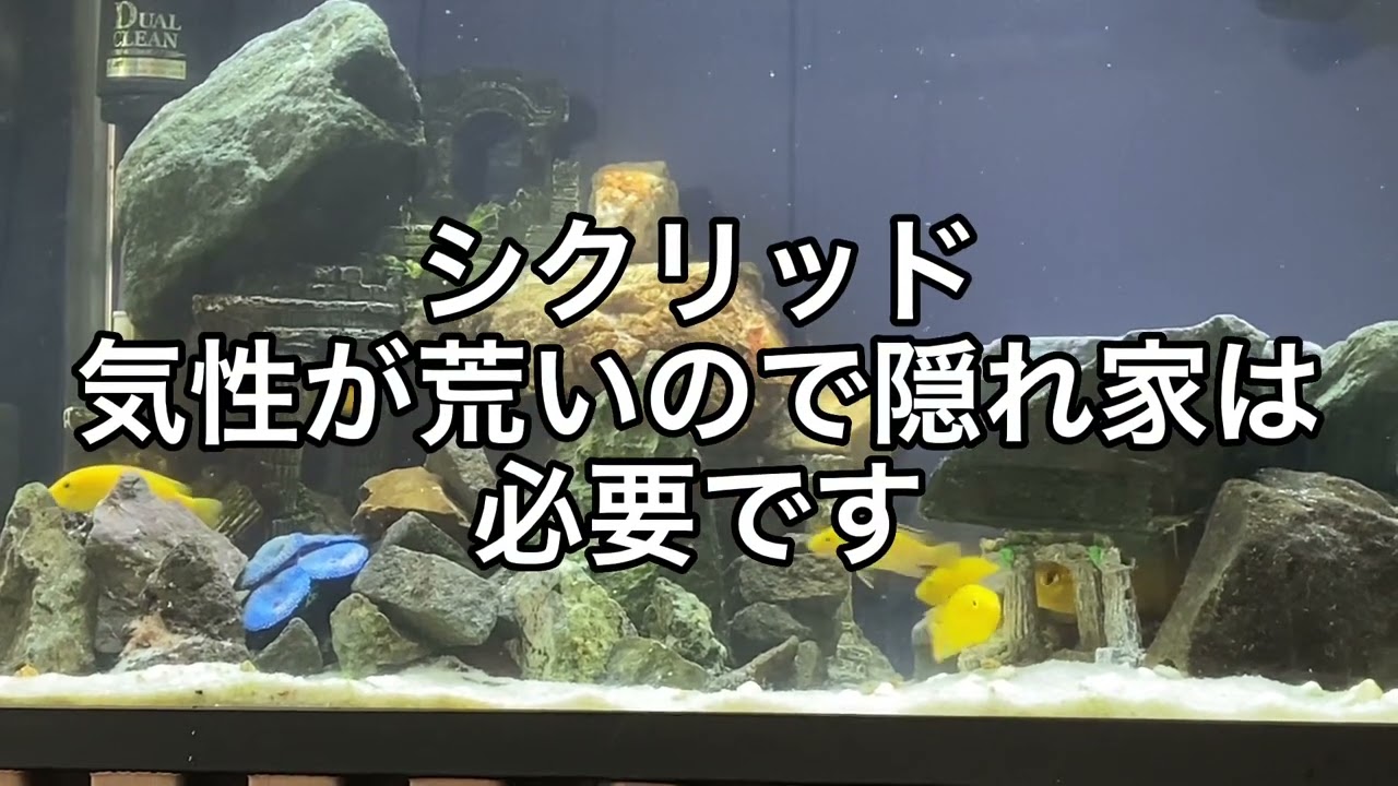 アクアリウム【シクリッド水槽 レイアウト変更】海底神殿風 隠れ家