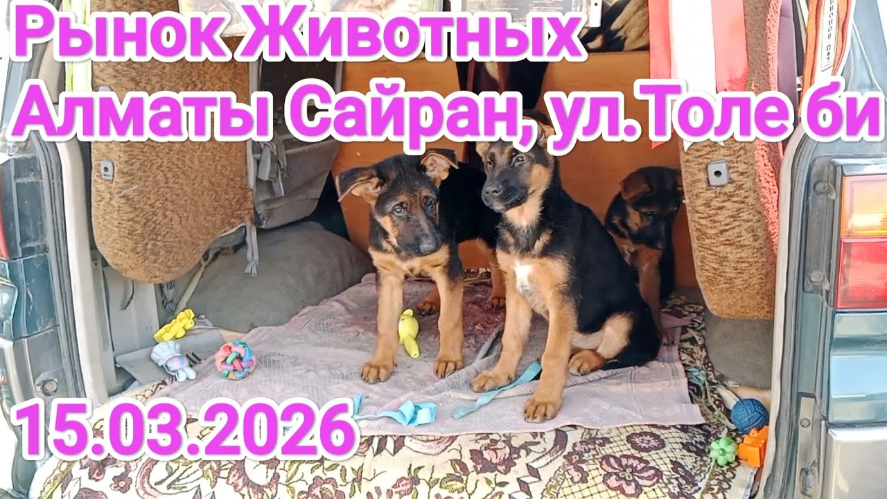 Собачий Рынок животных в Алматы, 