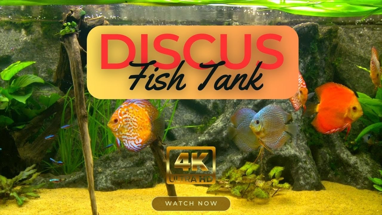 Discus Fish Tank | Aquarium 4K