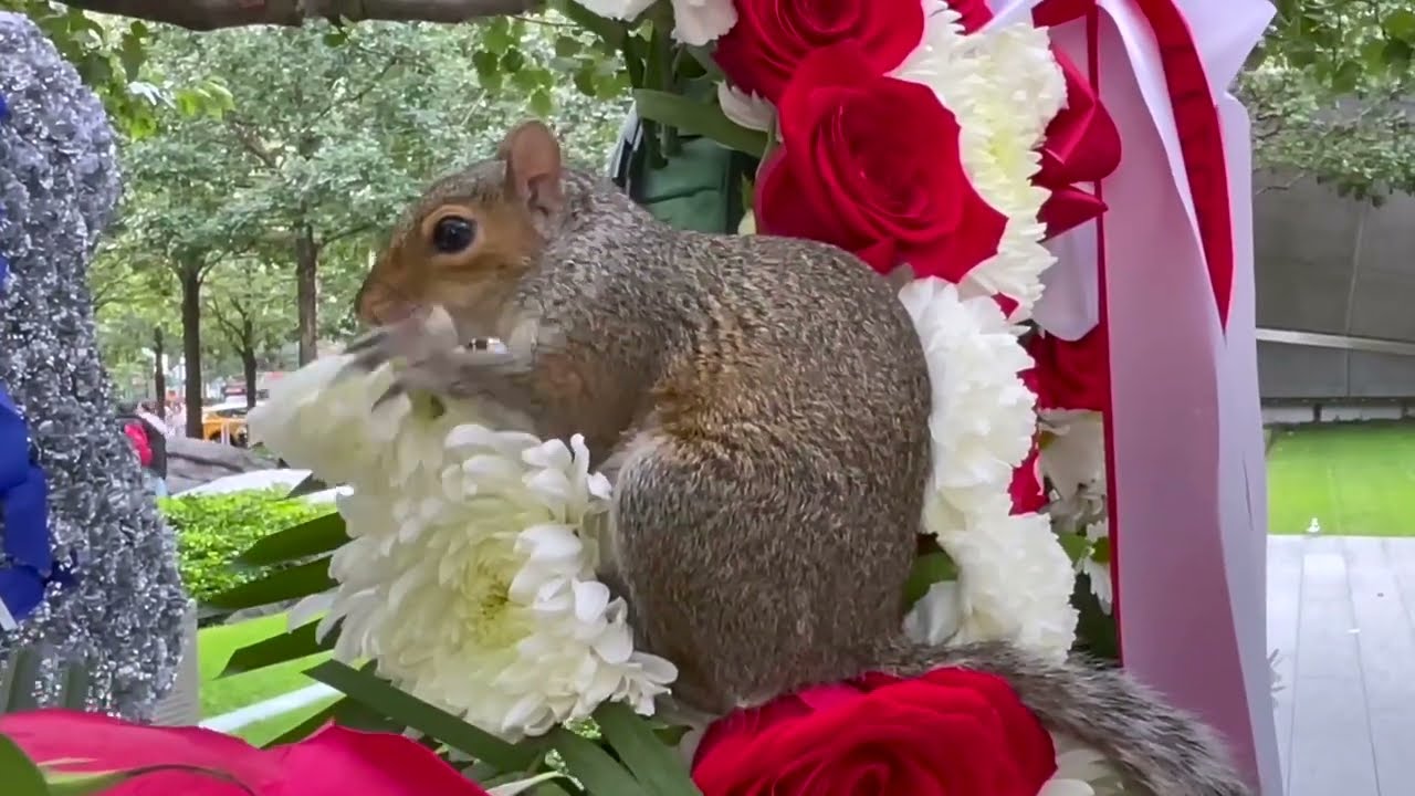 CAUGHT ON CAMERA: 911 Survivor Tree's Floral Wreath Under Attack by a Bushy-Tailed Rodent