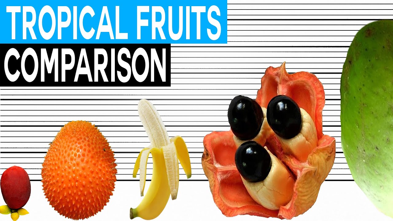Fruit Size Comparison | Tropical Fruits