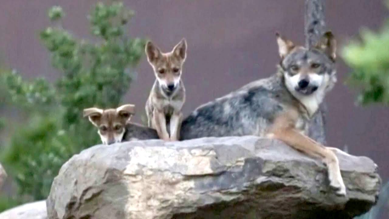 Critically Endangered Mexican Wolf Has 8 New Pups