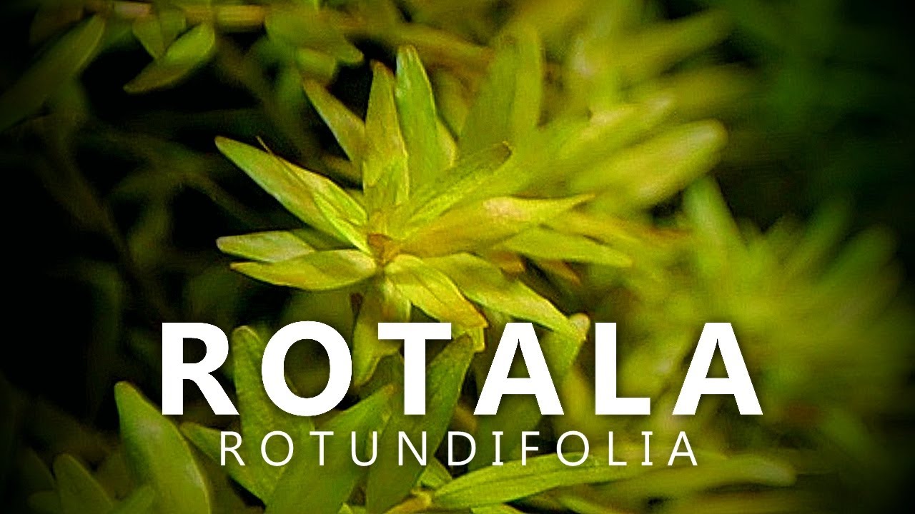 Ротала круглолистная