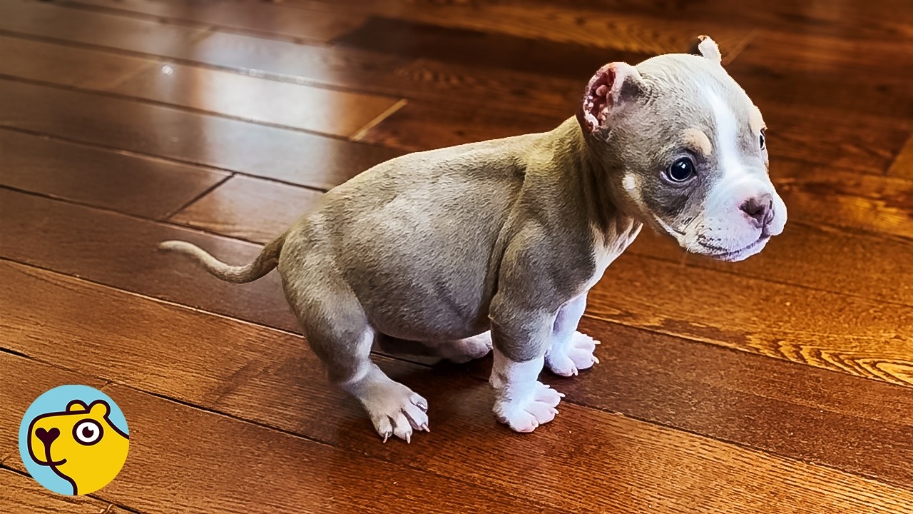 Blind Bully Was So Lonely Until He Met His Little Brother