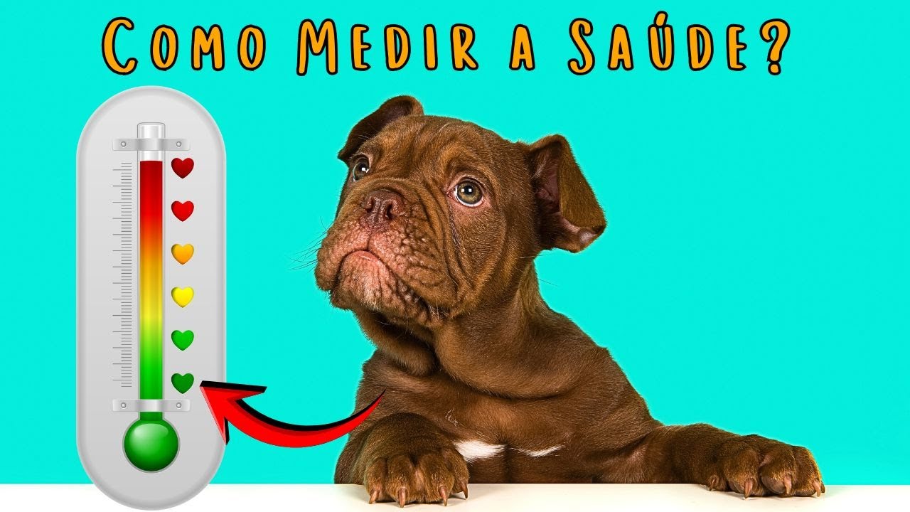 APRENDA A VER OS PRIMEIROS SINAIS DE DOENÇA NO SEU CACHORRO