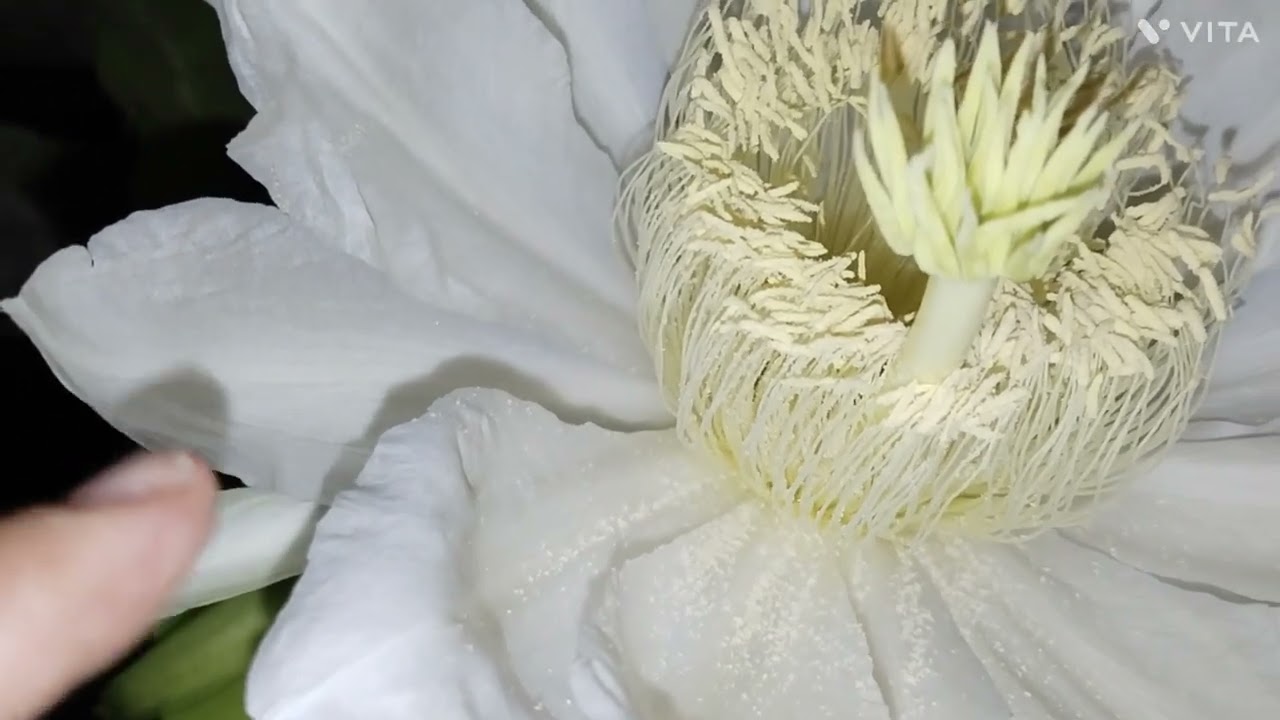 FLORES EN 7 VARIEDADES DE  PITAHAYA.