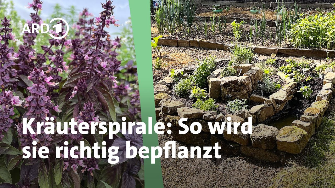 Eine Kräuterspirale richtig bepflanzen | MDR Garten
