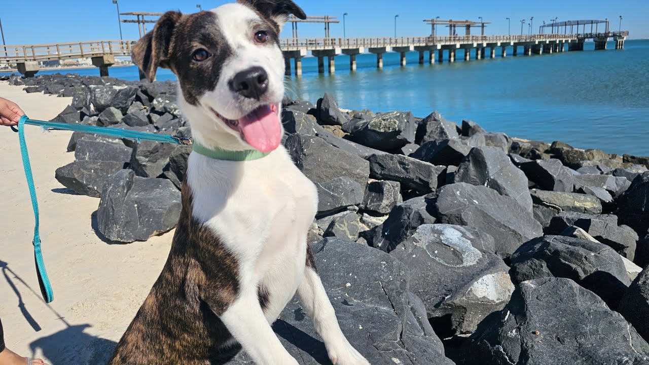 Theodora - Dreaming of Furever Animal Rescue 