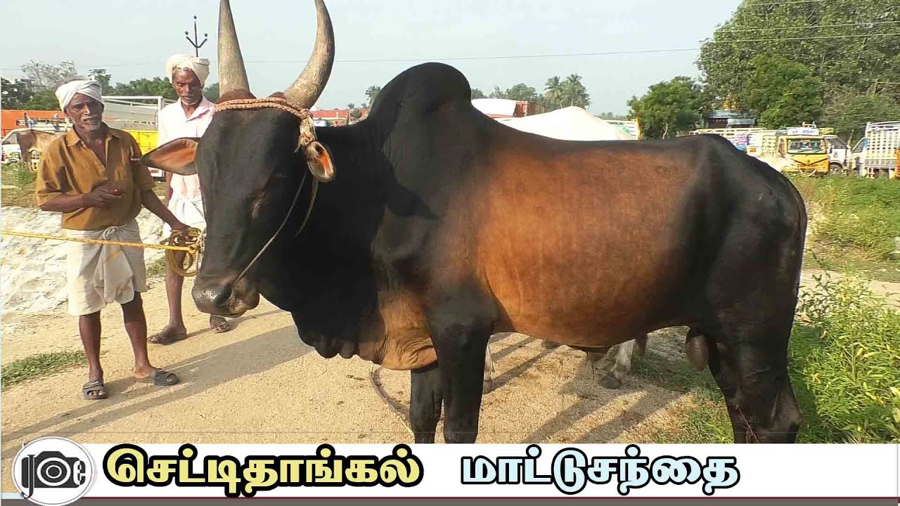 Chettithangal mattu santhai | செட்டிதாங்கல் மாட்டு சந்தை
