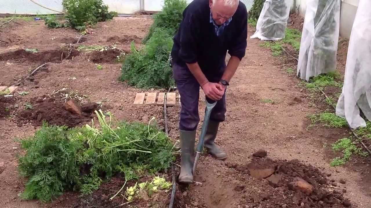 Giant Veg: Ian Neale lifting UK record giant Carrot