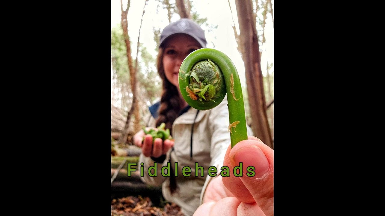 Foraging Fiddleheads