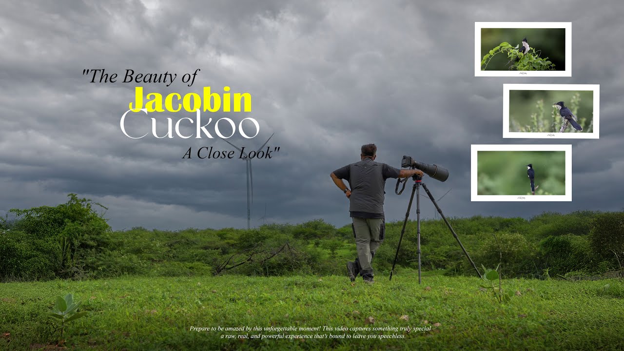 The Beauty of Jacobin Cuckoo Bird: A Close Look | Unexpected Moment Captured on Camera 🎥|Viral Video