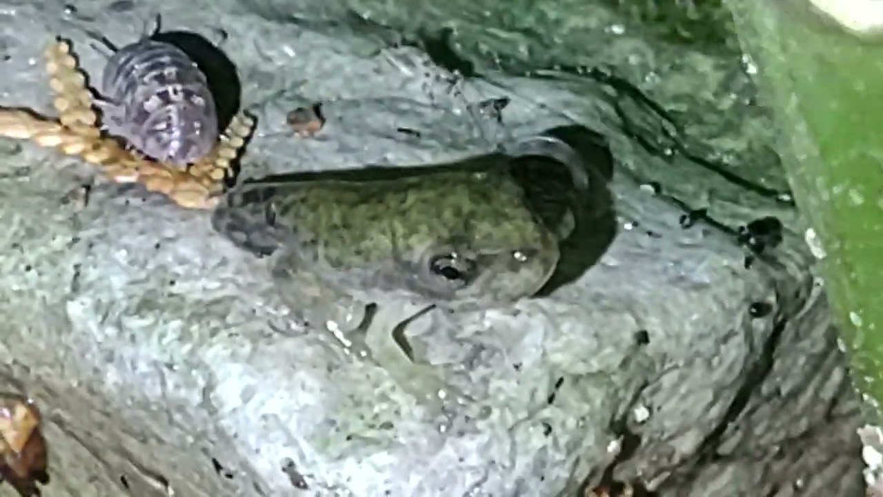 Gray tree frog froglet vs. Roley Poley