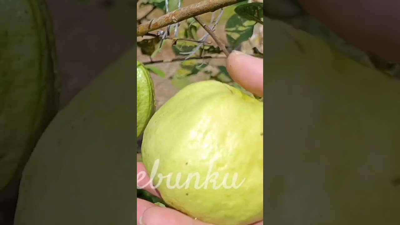 Ciri jambu kristal sudah matang