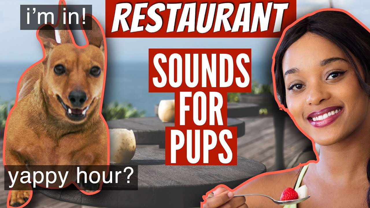 RESTAURANT SOUNDS for your Pandemic Puppy 1 Hour of talking and dishes noise  NO ADS
